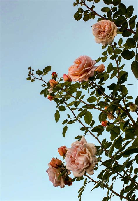 flower background wallpaper aesthetic